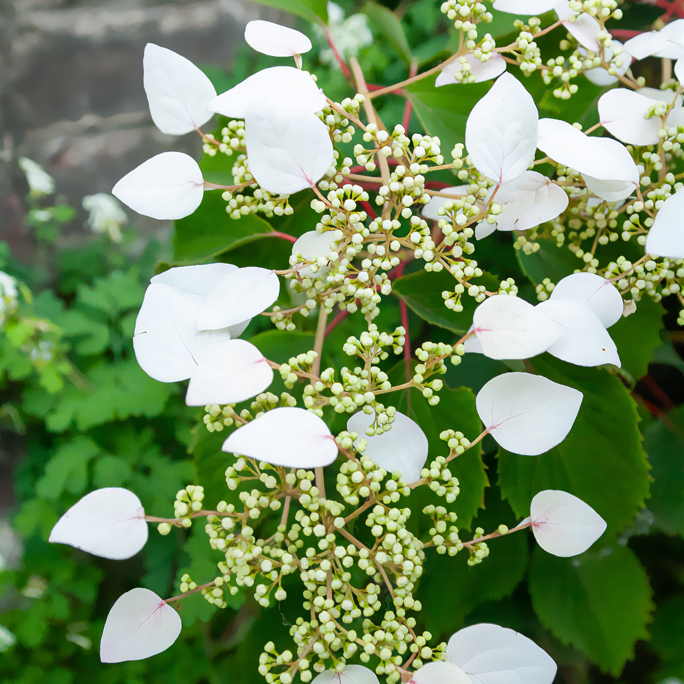 Valse klimhortensia - Schizophragma hydrangeoïdes - Willemse