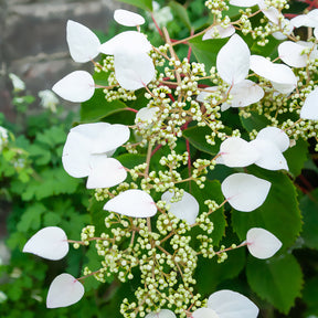 Valse klimhortensia - Schizophragma hydrangeoïdes - Willemse