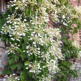 Schizophragma hydrangeoïdes - Valse klimhortensia - Klimhortensia