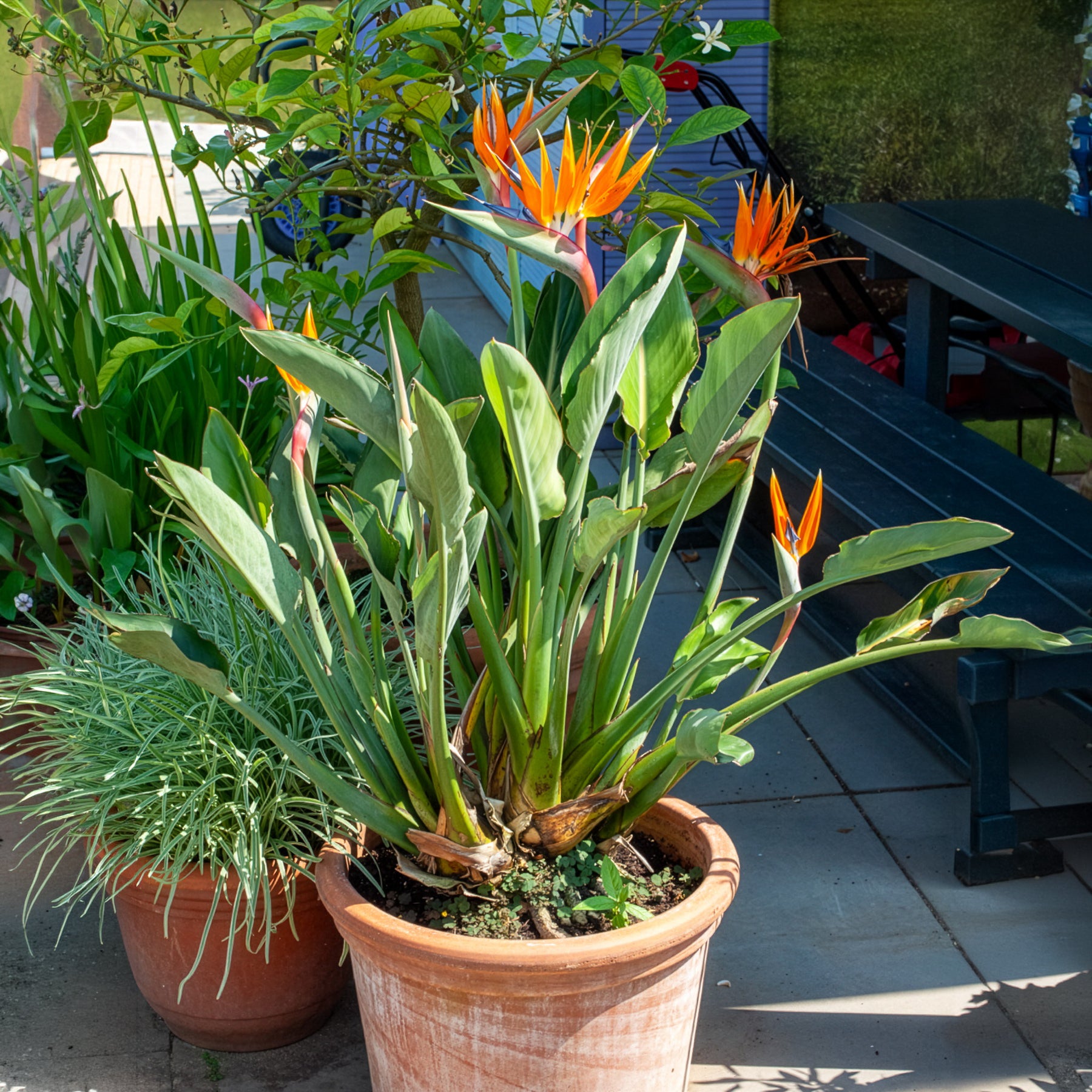 Verkoop Paradijsvogelbloem Strelitzia - Strelitzia reginae