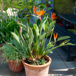 Verkoop Paradijsvogelbloem Strelitzia - Strelitzia reginae