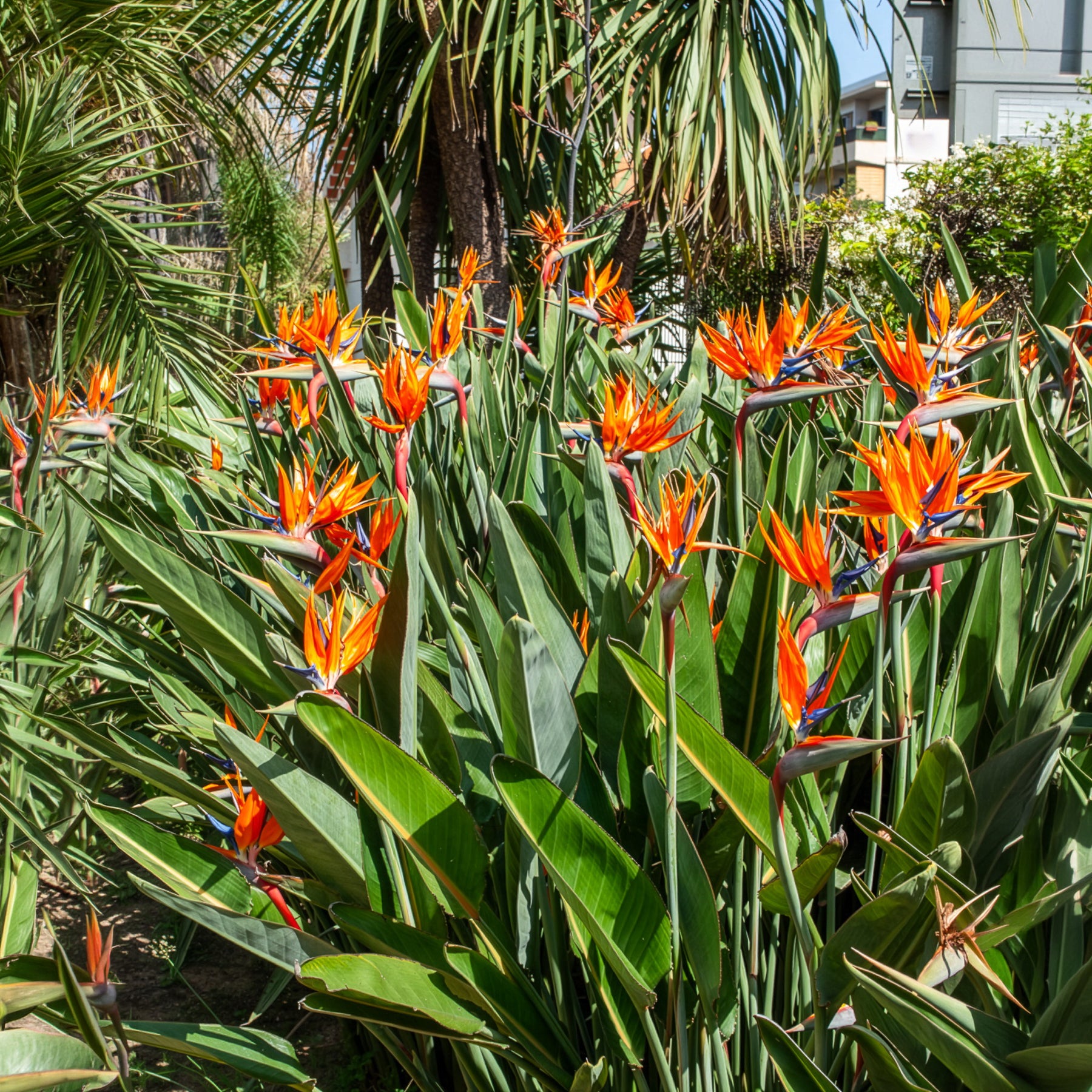 Verkoop Paradijsvogelbloem Strelitzia - Strelitzia reginae - Paradijsvogelbloem