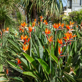 Verkoop Paradijsvogelbloem Strelitzia - Strelitzia reginae - Paradijsvogelbloem