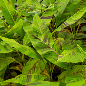 Japanse Bananenplant Ever Red - Musa sikkimmensis Ever Red - Willemse