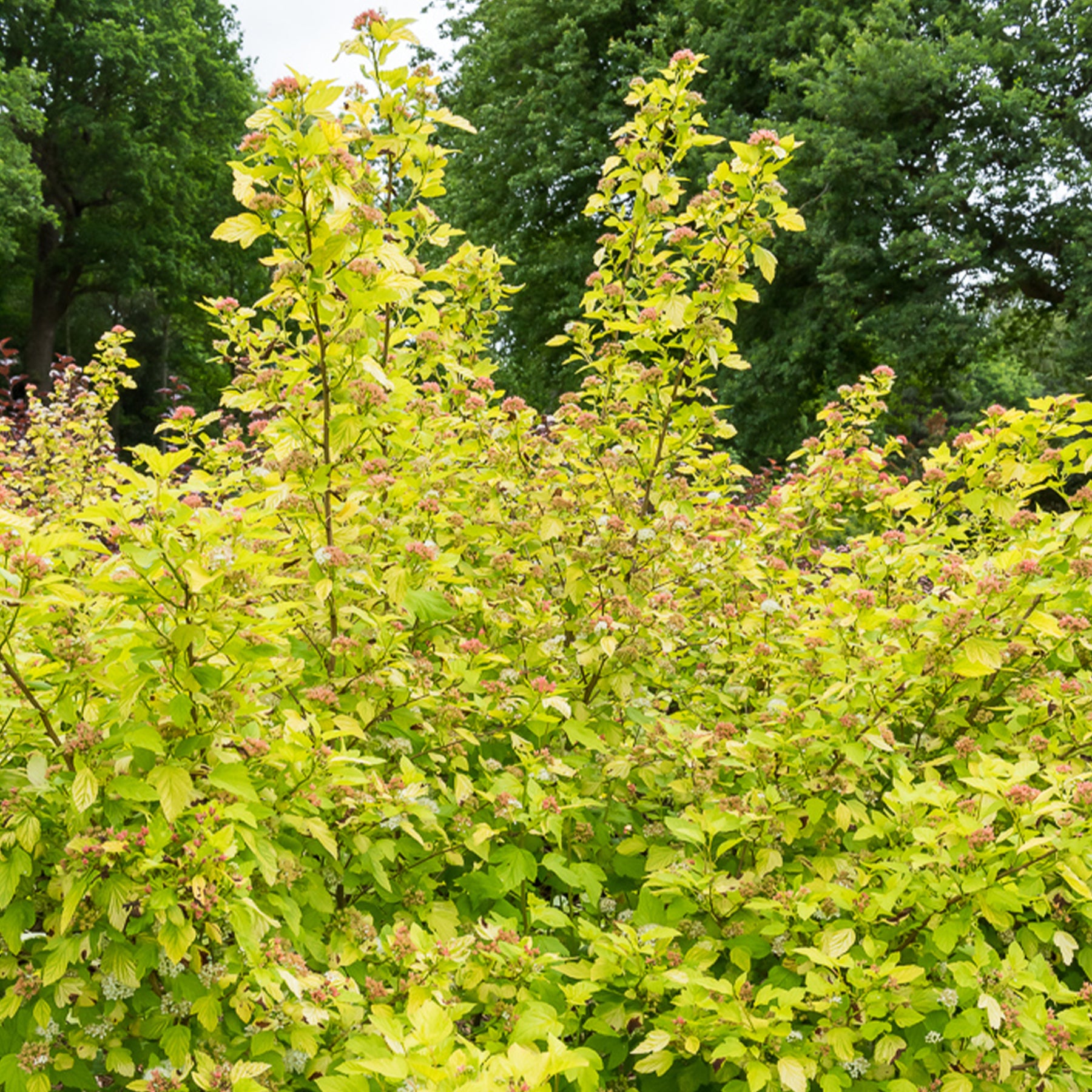 Blaasspirea 'Darts Gold'