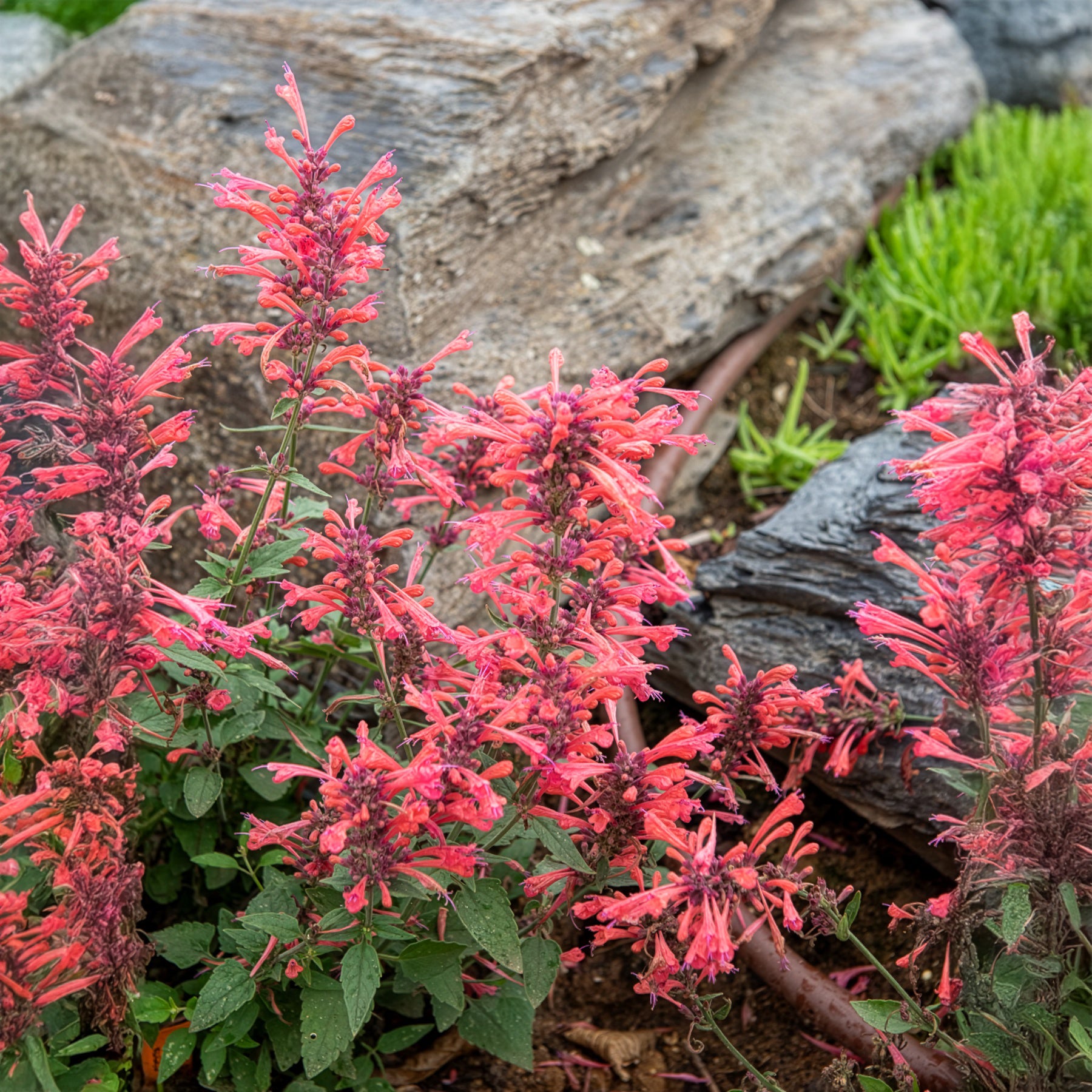 Dropplant Kudos Coral - Willemse