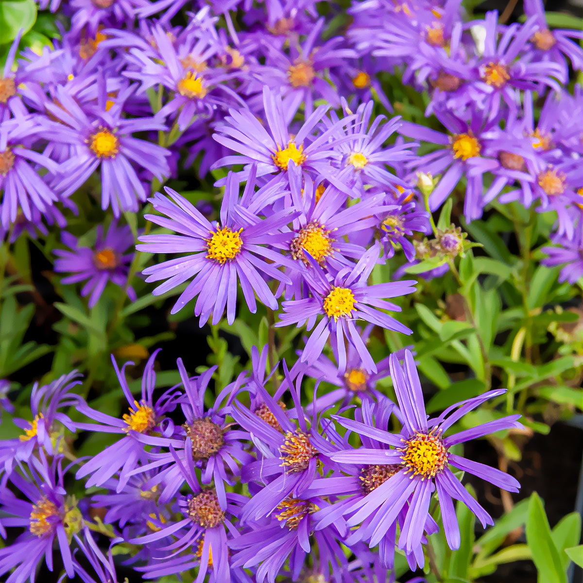 Zomeraster 'Veilchenkönigin' - Aster amellus veilchenkönigin - Willemse