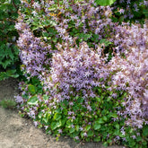 Kruipklokje Lisduggan Variety - Campanula poscharskyana Lisduggan Variety - Willemse