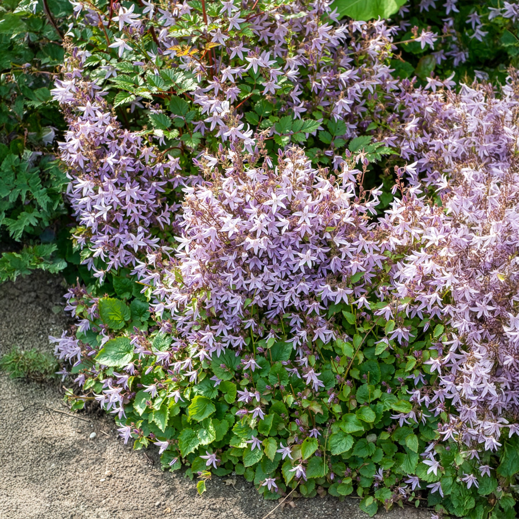 Kruipklokje Lisduggan Variety - Campanula poscharskyana Lisduggan Variety - Willemse