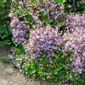 Kruipklokje Lisduggan Variety - Campanula poscharskyana Lisduggan Variety - Willemse