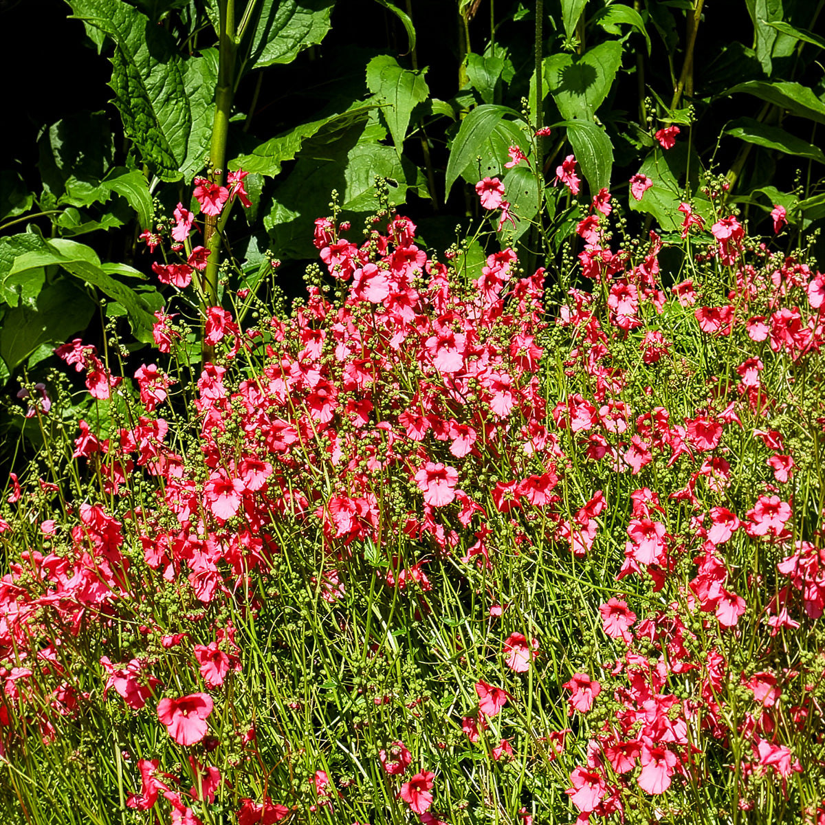 Diascia Ruby Field - Willemse