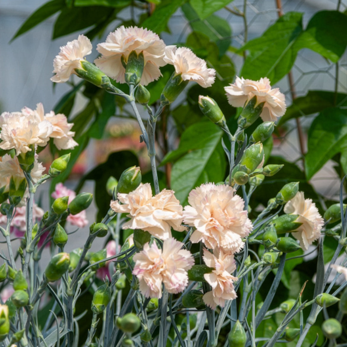 Grasanjer Devon Cream - Willemse