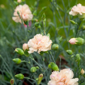 Dianthus plumarius Devon Cream - Grasanjer Devon Cream - Anjers - Dianthus