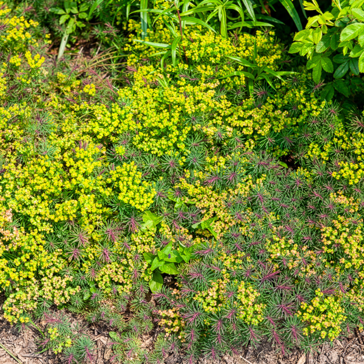 Wolfsmelk Fens Ruby - Willemse