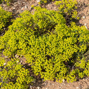 Verkoop Cypreswolfsmelk - Euphorbia cyparissias