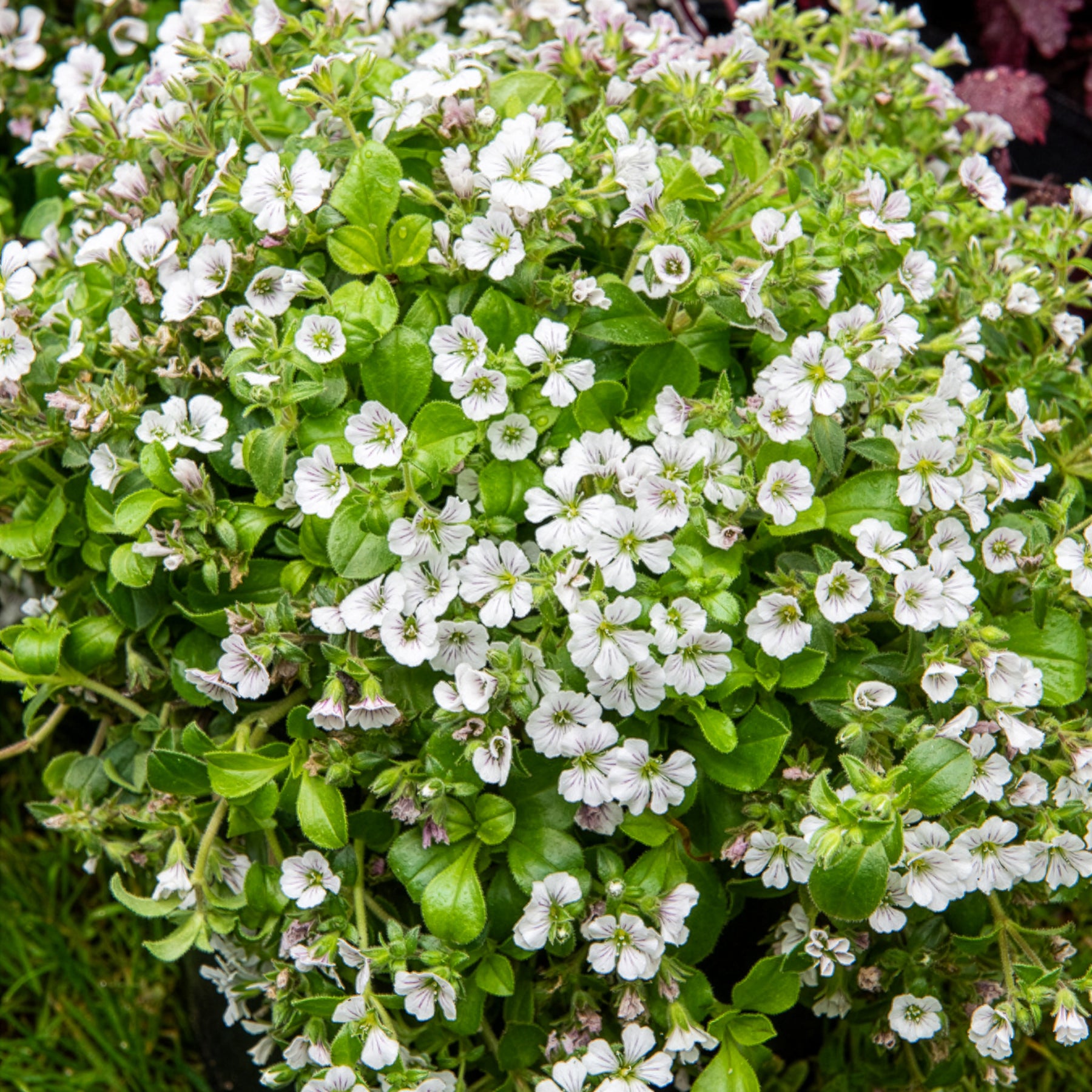 Gipskruid - Gypsophila cerastioides - Willemse