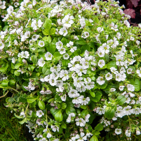 Gipskruid - Gypsophila cerastioides - Willemse