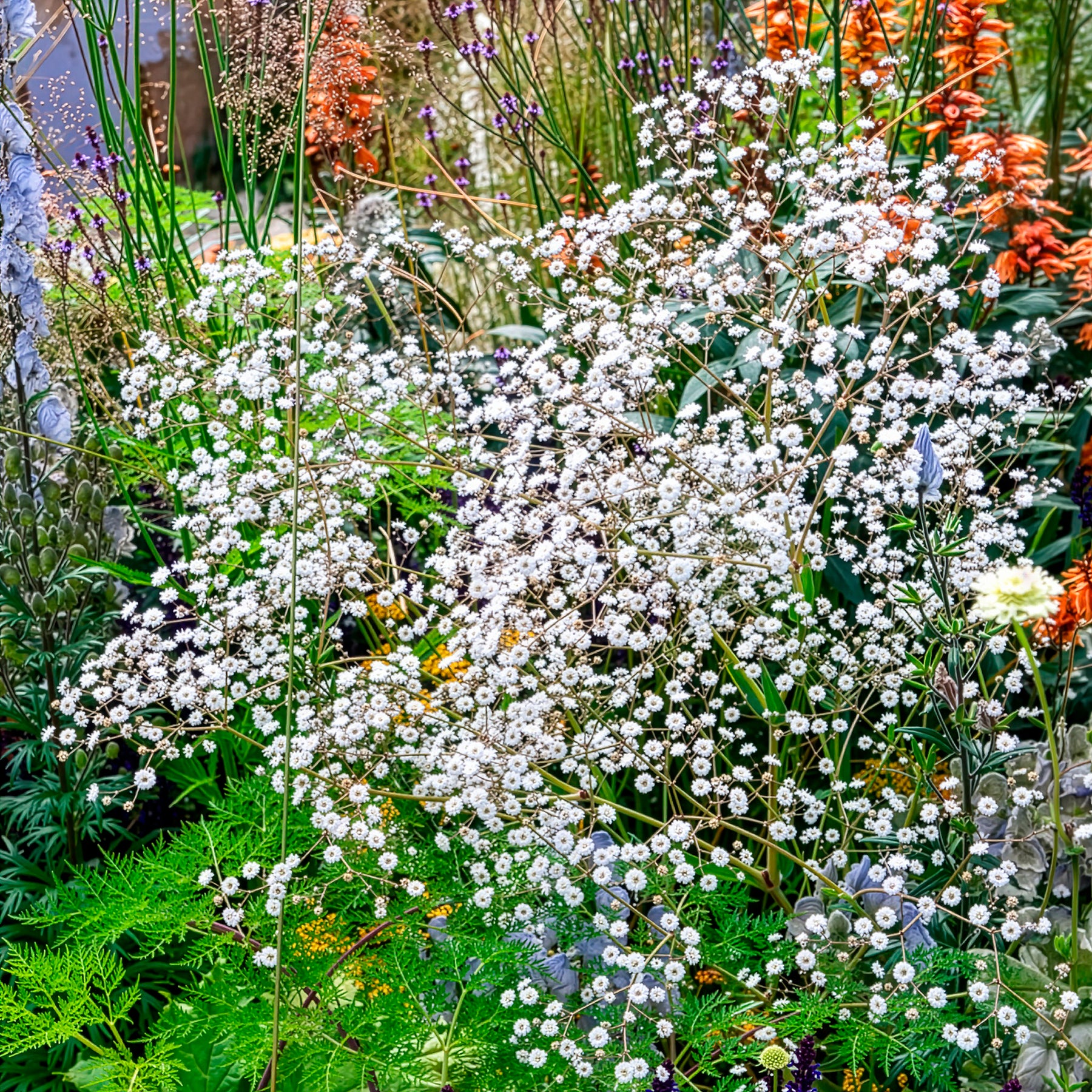 Gipskruid 'Bristol Fairy' - Gypsophila paniculata Bristol Fairy - Willemse