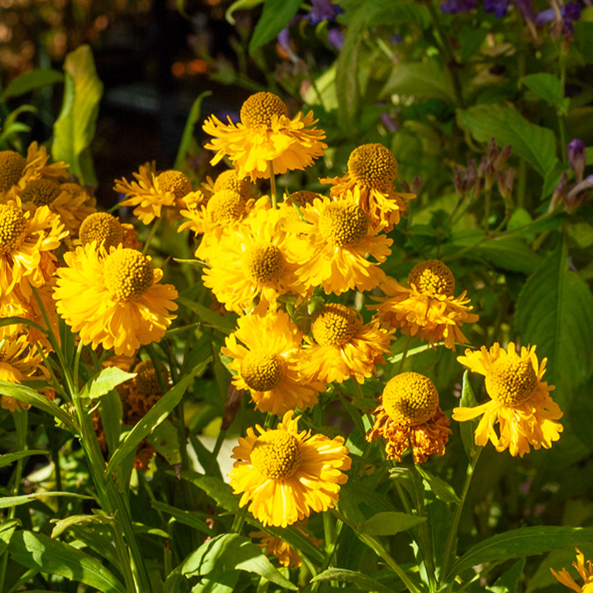 Helenium 'Double Trouble' / Zonnekruid - Helenium double trouble - Willemse