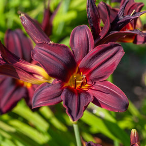 Daglelie American Revolution - Hemerocallis american revolution - Willemse