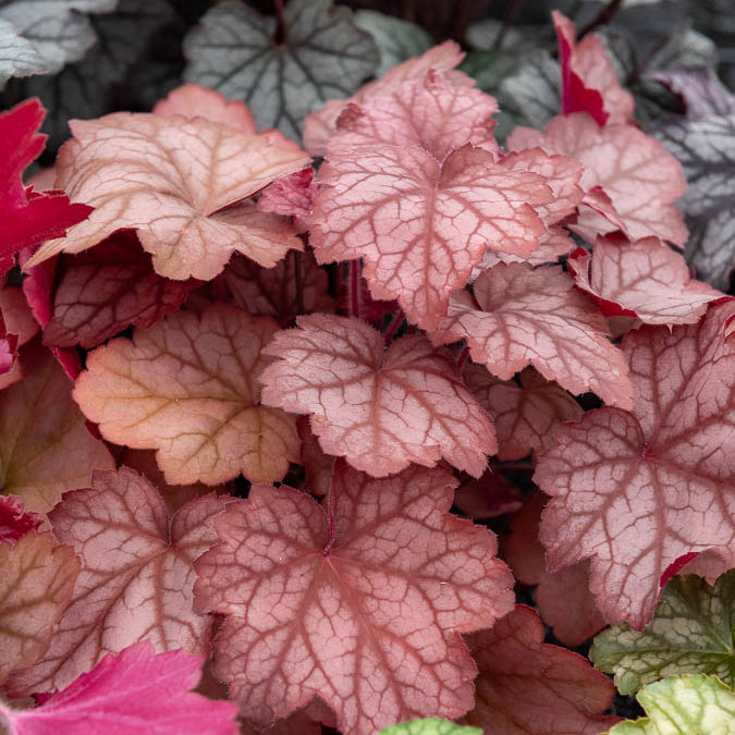Perperklokje 'Georgia Peach' - Willemse