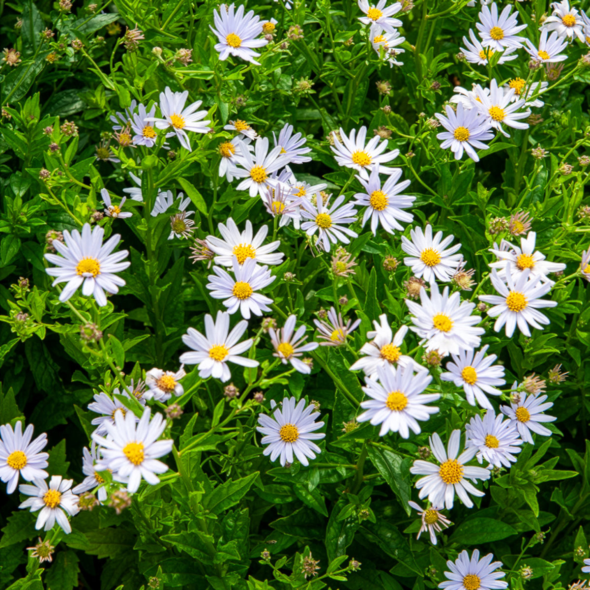 Zomeraster - Willemse