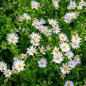 Zomeraster - Willemse