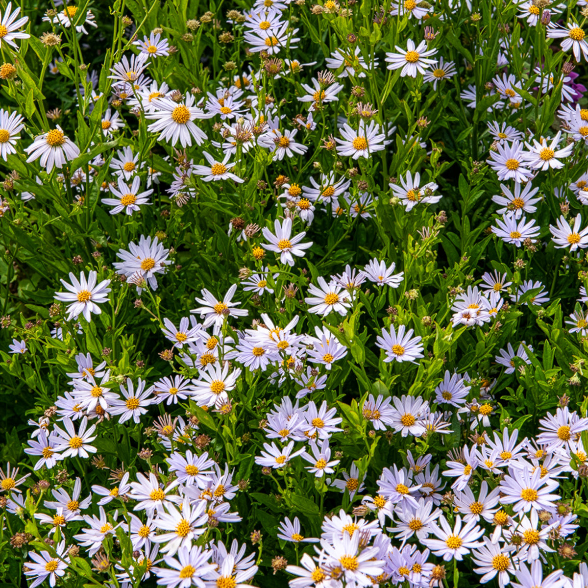 Zomeraster - Kalimeris incisa - Willemse