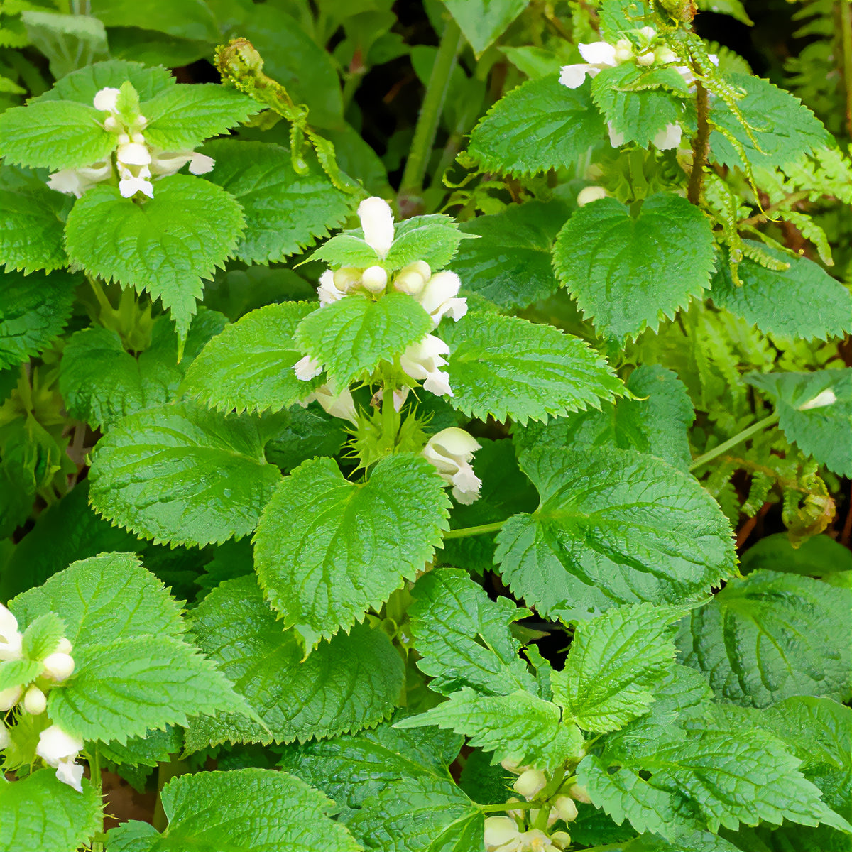 Dovenetel - Willemse