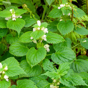 Dovenetel - Willemse