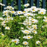 Gewone margriet - Leucanthemum vulgare - Willemse