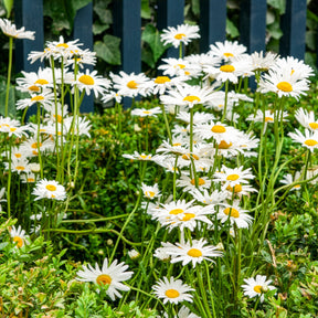 Gewone margriet - Leucanthemum vulgare - Willemse