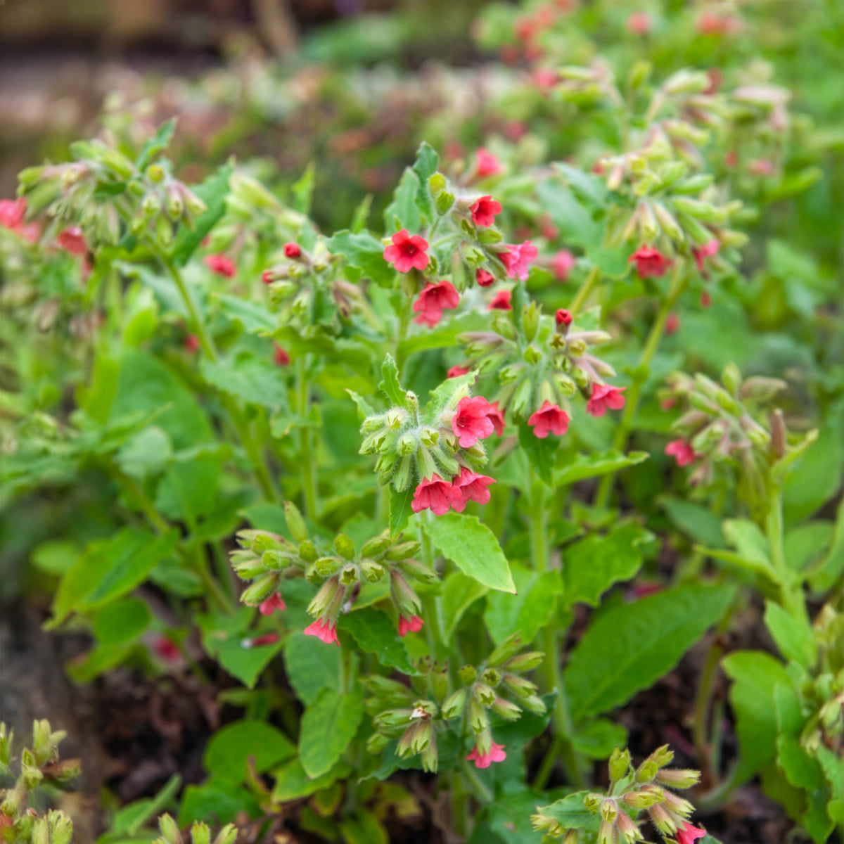 Longkruid - Pulmonaria rubra - Willemse