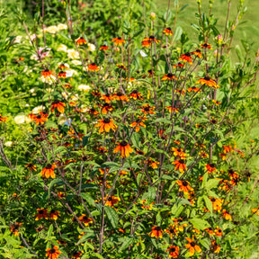 Zonnehoed Prairie Glow - Willemse