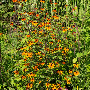Rudbeckia triloba Prairie Glow - Zonnehoed Prairie Glow - Rudbeckia