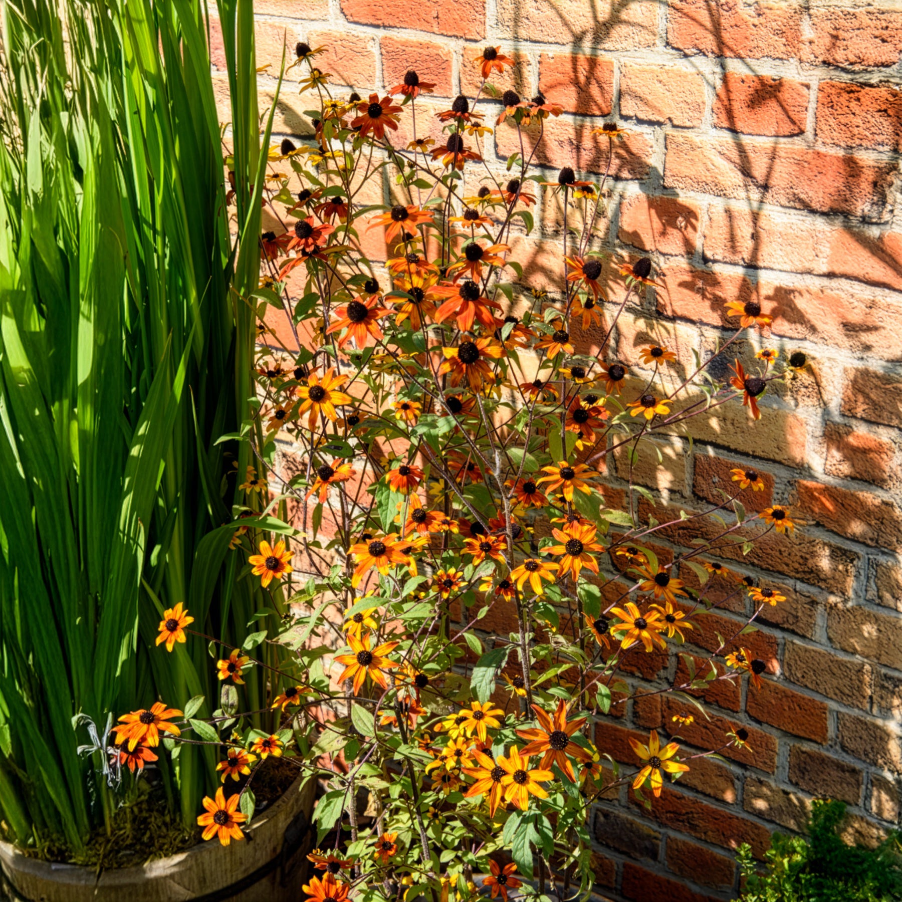 Zonnehoed Prairie Glow - Rudbeckia triloba Prairie Glow - Willemse