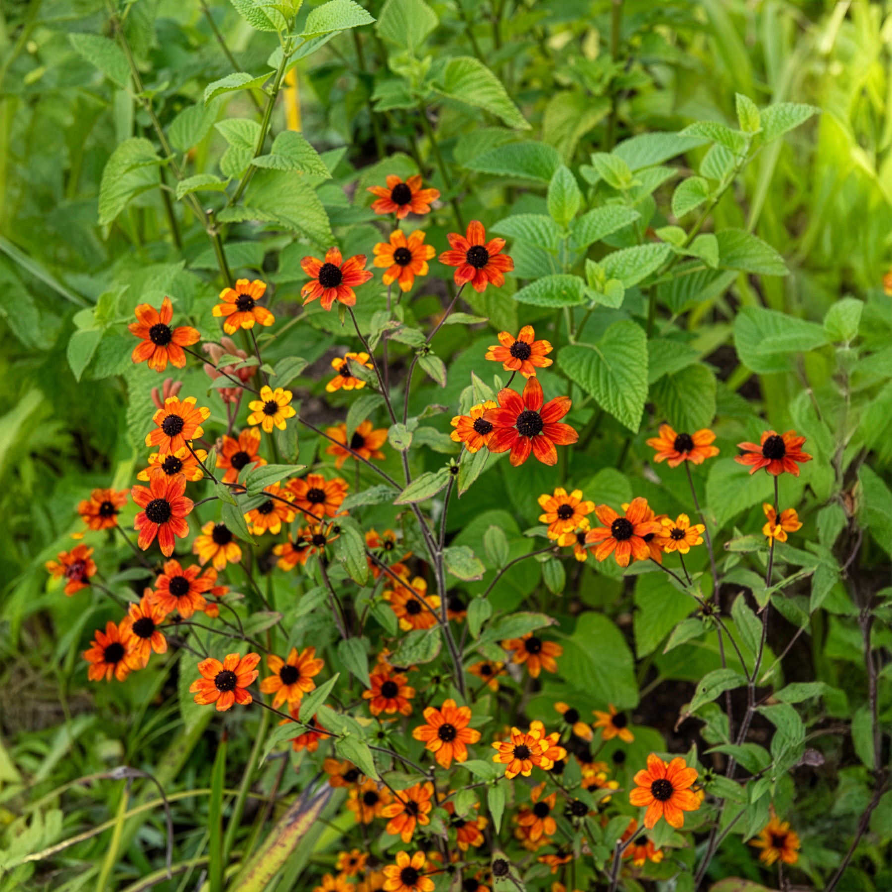 Rudbeckia - Zonnehoed Prairie Glow - Rudbeckia triloba Prairie Glow