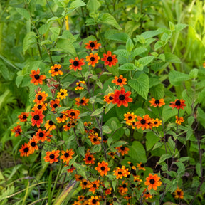 Rudbeckia - Zonnehoed Prairie Glow - Rudbeckia triloba Prairie Glow