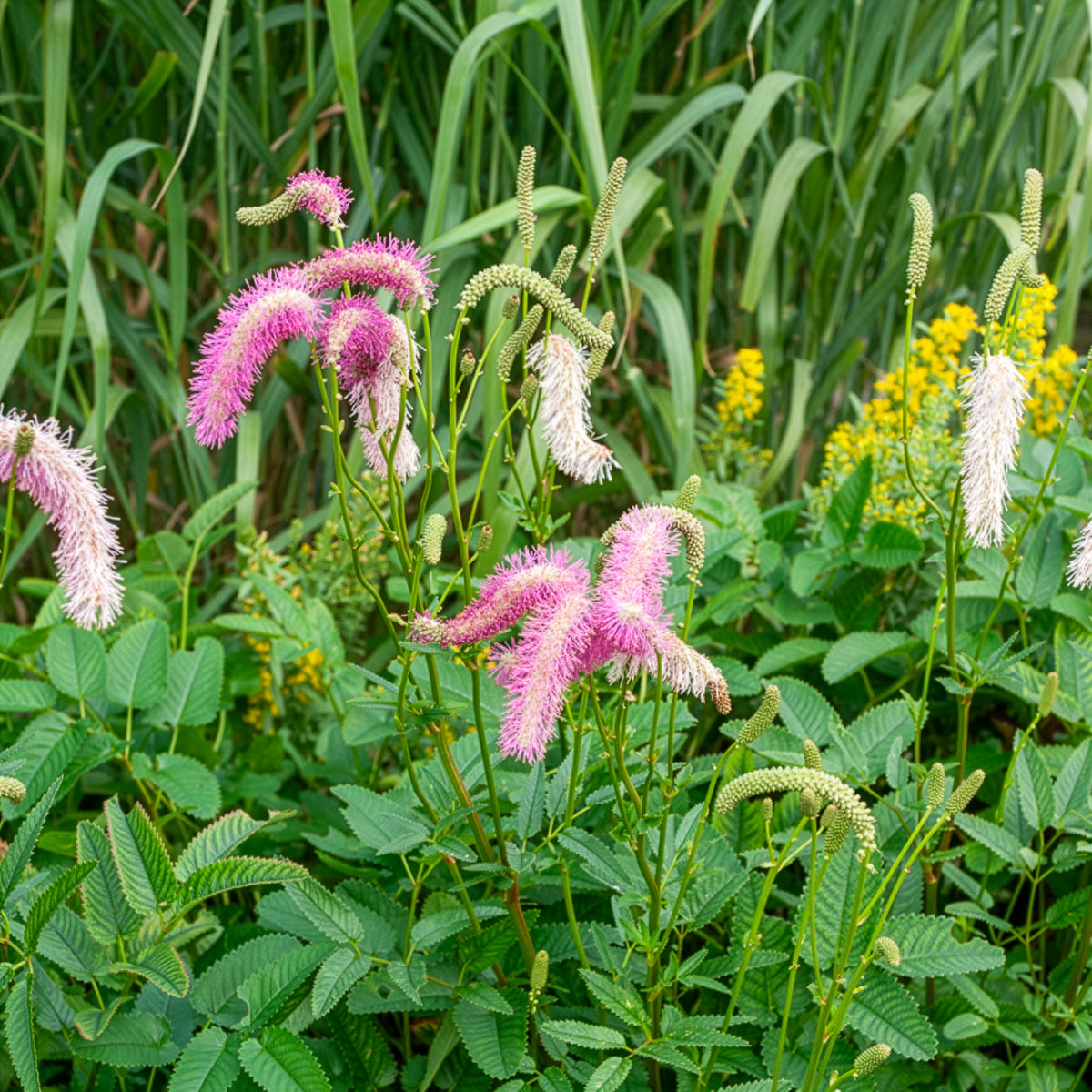 Pimpernel Pink Brushes - Willemse