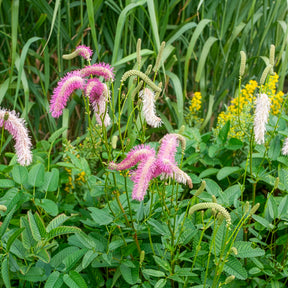 Pimpernel Pink Brushes - Willemse