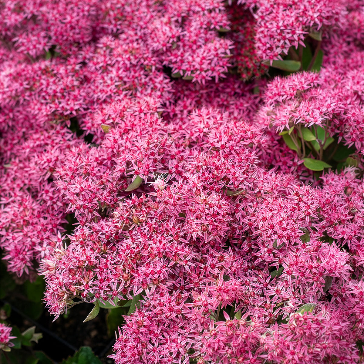 Vetkruid Mr Goodbud - Sedum Mr Goodbud - Willemse