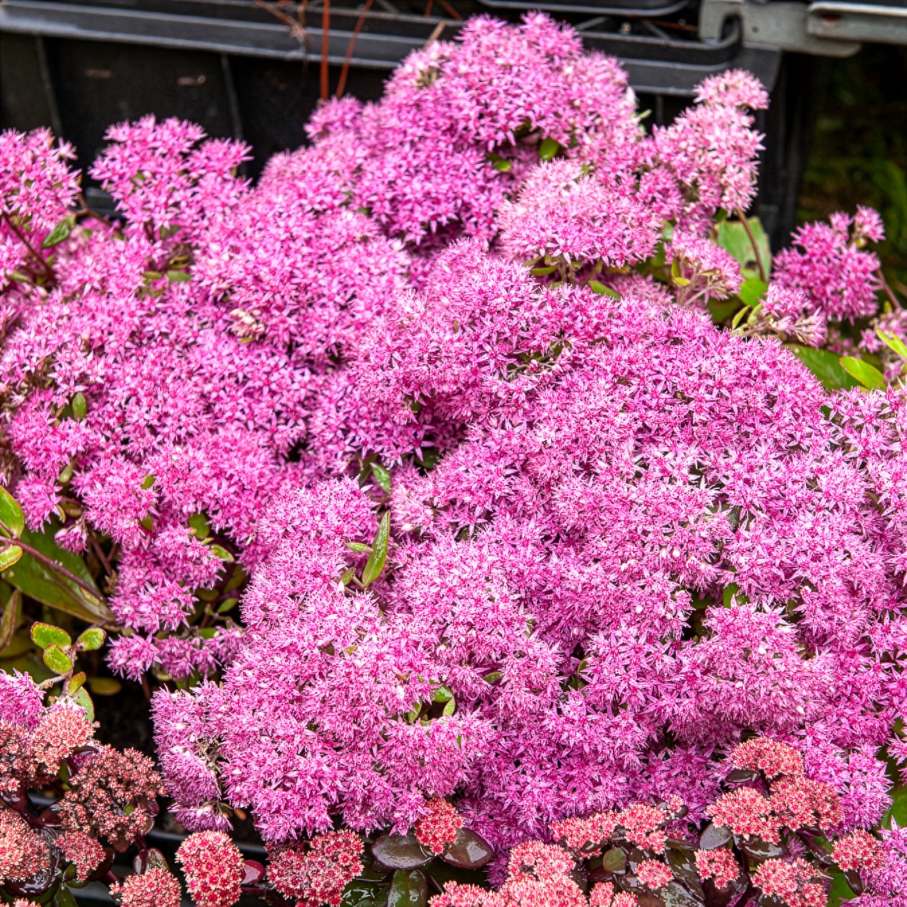 Sedum Mr Goodbud - Vetkruid Mr Goodbud - Sedum - Vetkruid