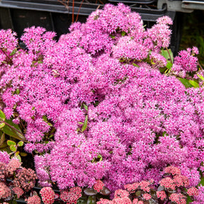 Sedum Mr Goodbud - Vetkruid Mr Goodbud - Sedum - Vetkruid