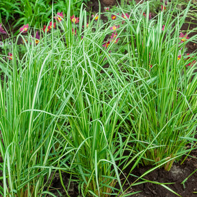 Struisriet 'Avalance' - Calamagrostis acutiflora avalanche - Willemse