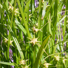 Zegge Grayi - Carex grayi - Willemse
