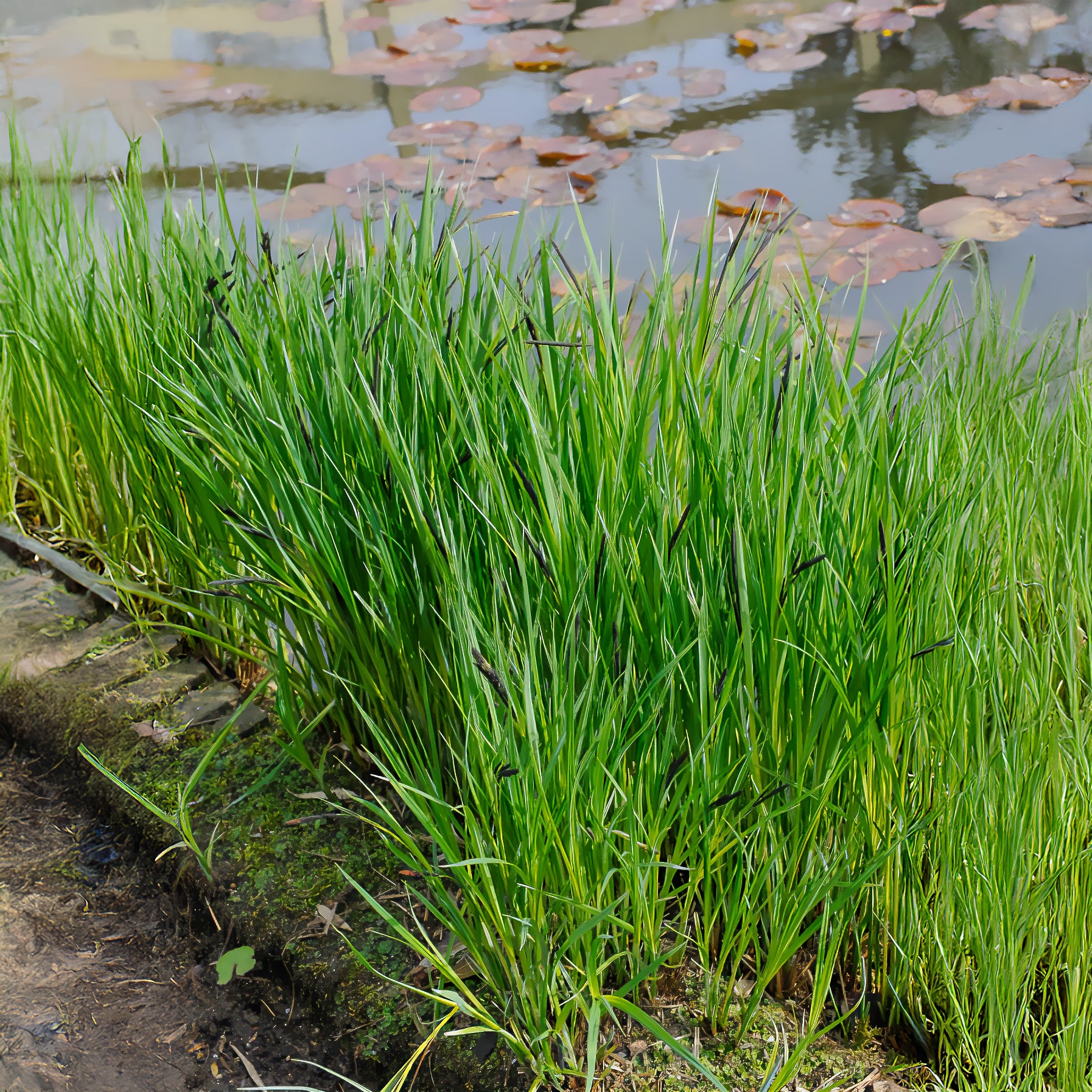 Carex riparia - Zegge Riparia - Zegge