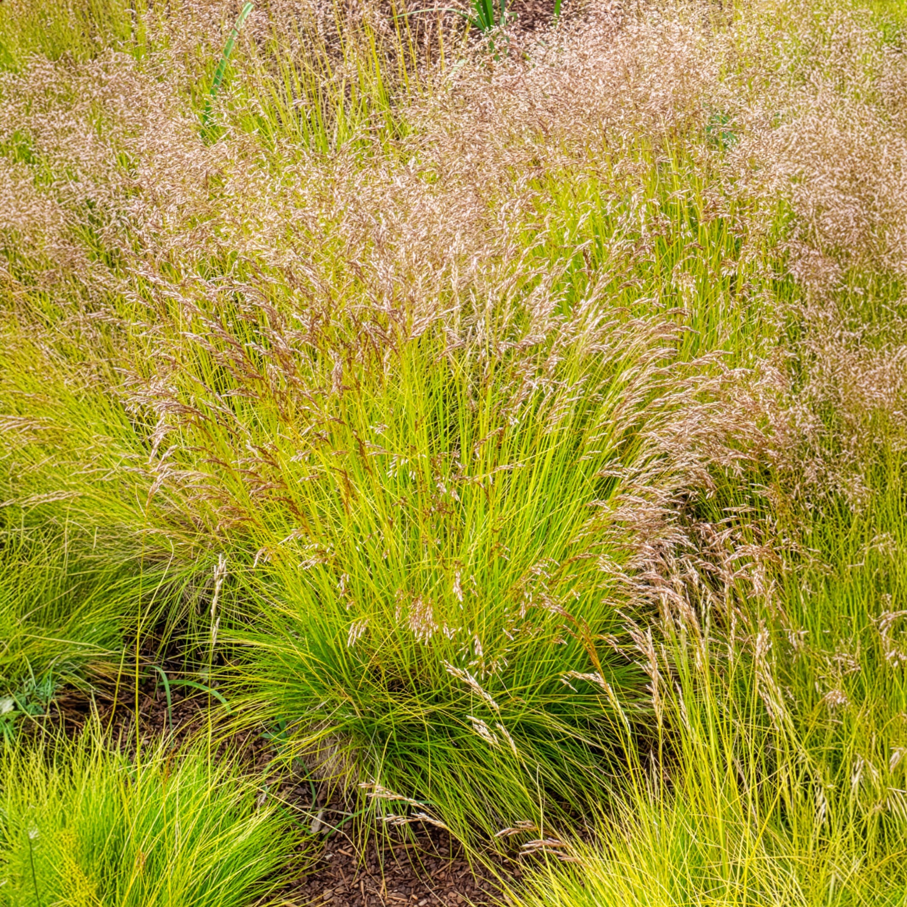 Bochtige smele Tatra gold - Deschampsia flexuosa Tatra Gold - Willemse
