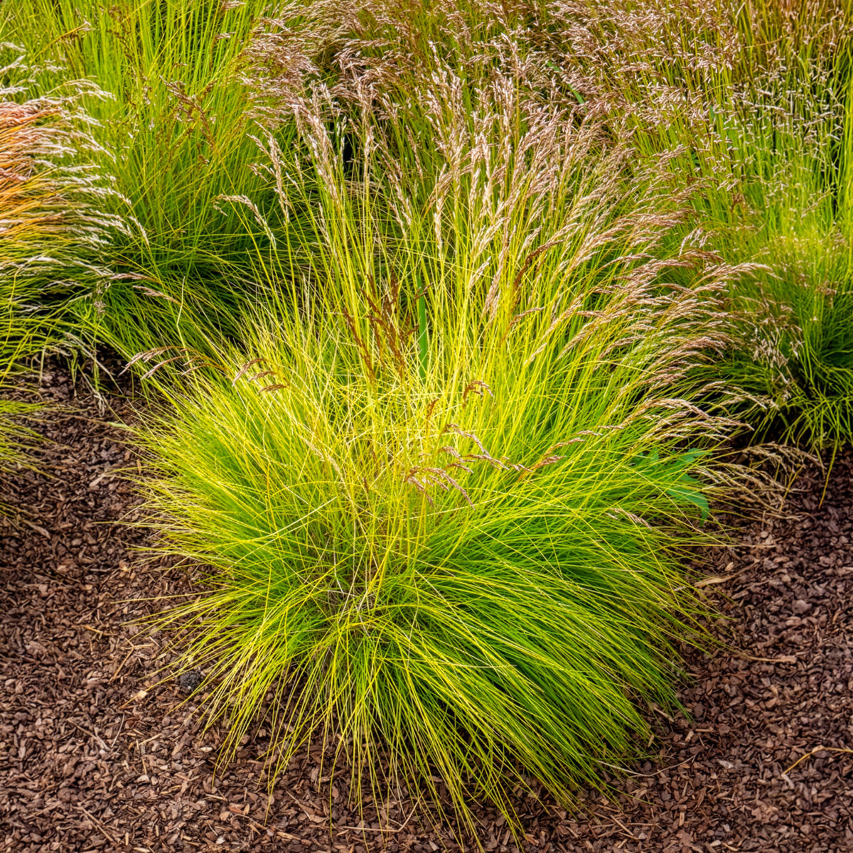 Bochtige smele Tatra gold - Willemse