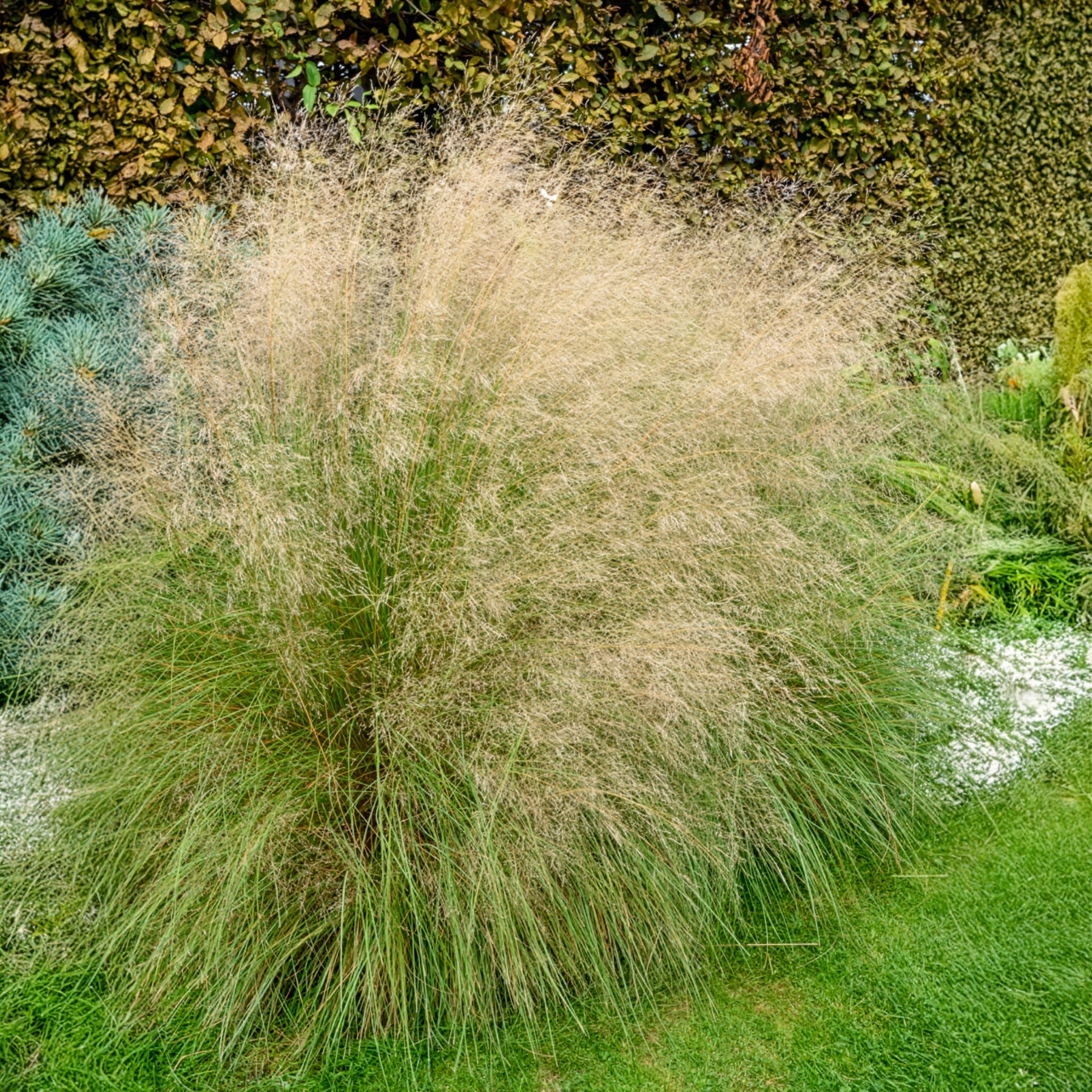 Liefdesgras - Eragrostis curvula - Willemse