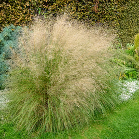 Liefdesgras - Eragrostis curvula - Willemse